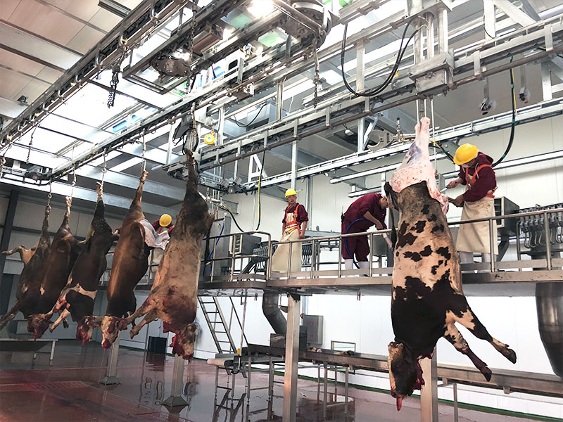 Case study of cattle slaughtering equipment