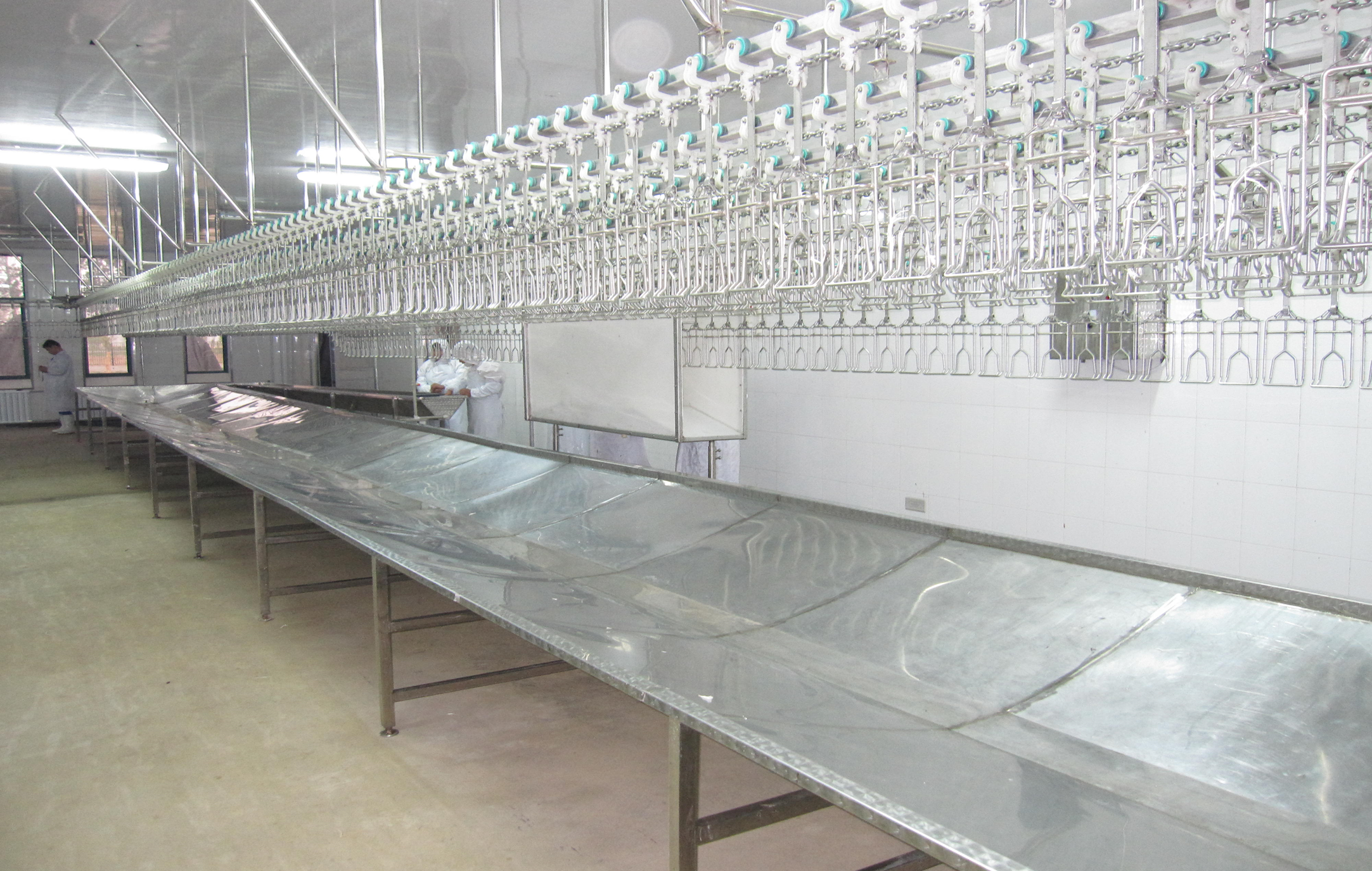 Bleeding Trough and Viscera Conveying Trough