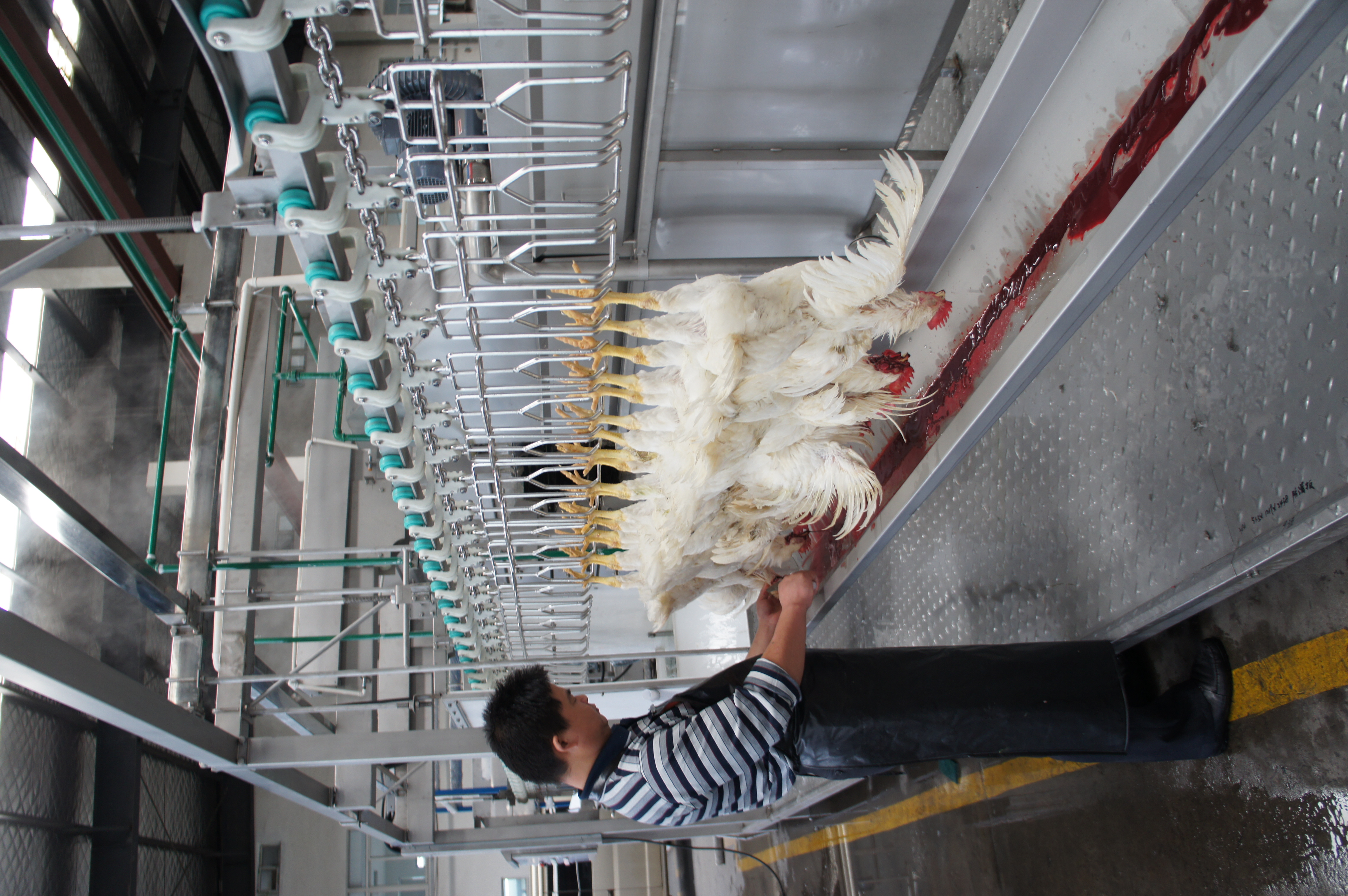 Poultry Slaughtering Integrated Machine