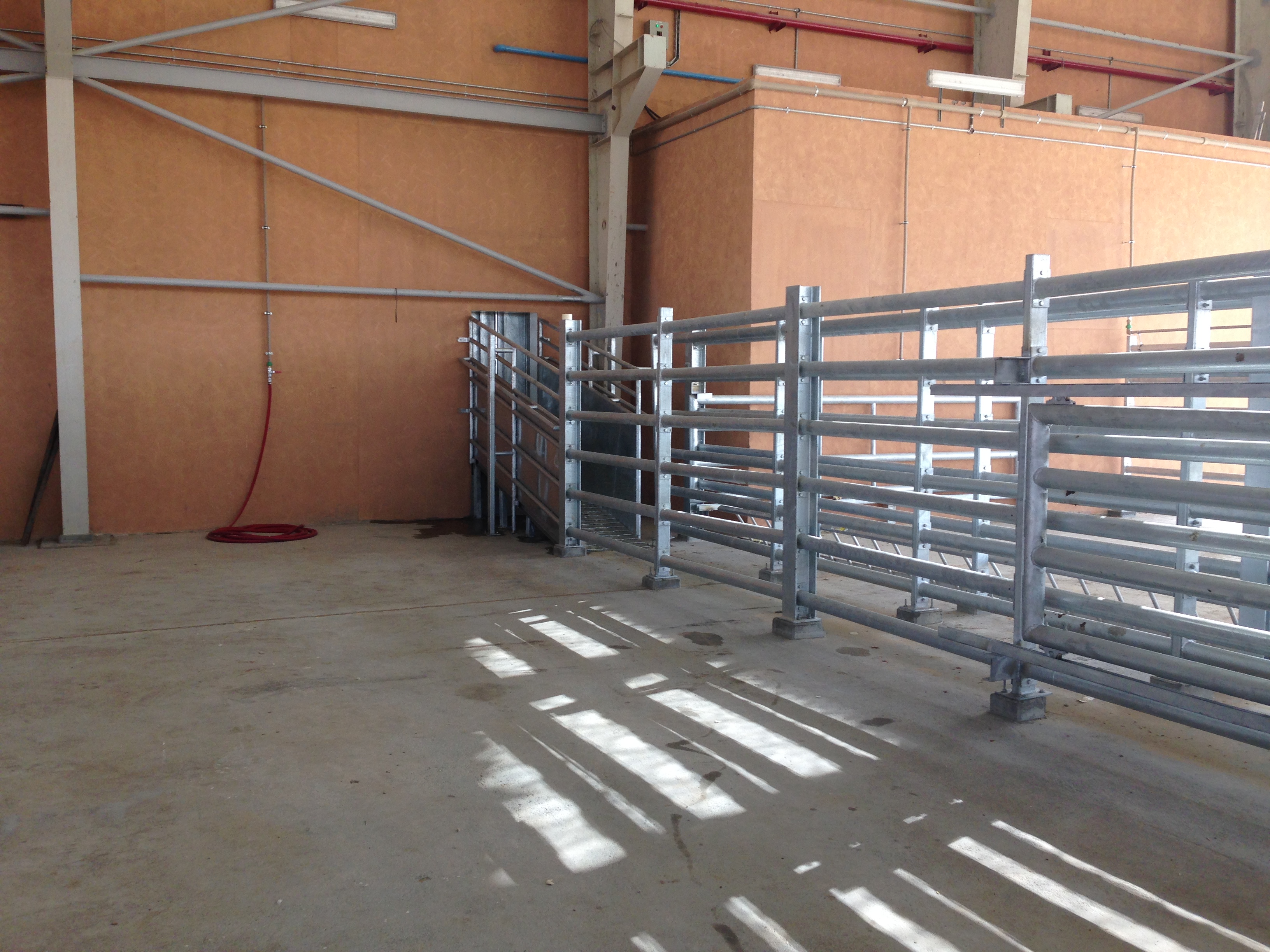 Cattle Weighing System