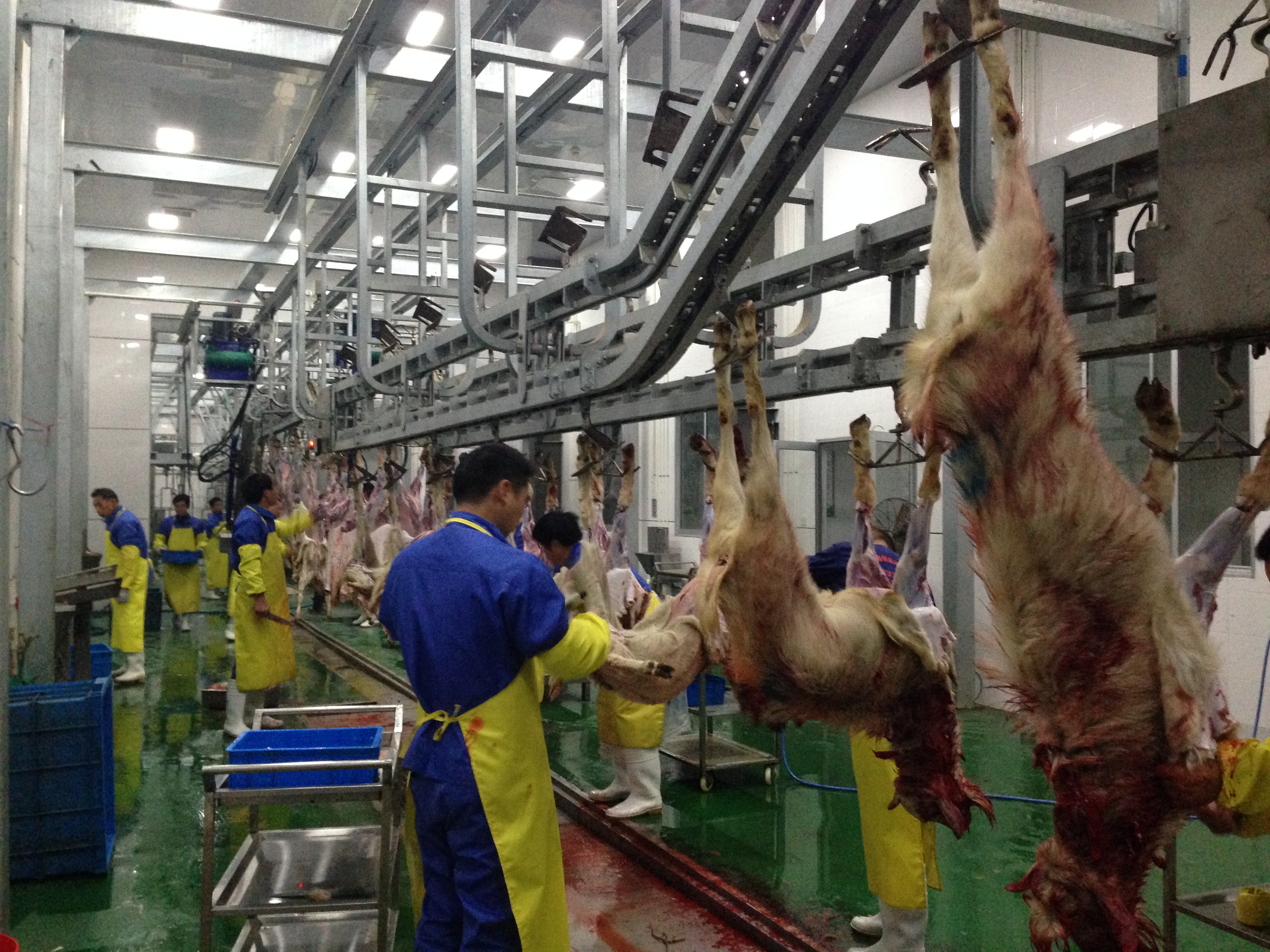 Sheep weighing system