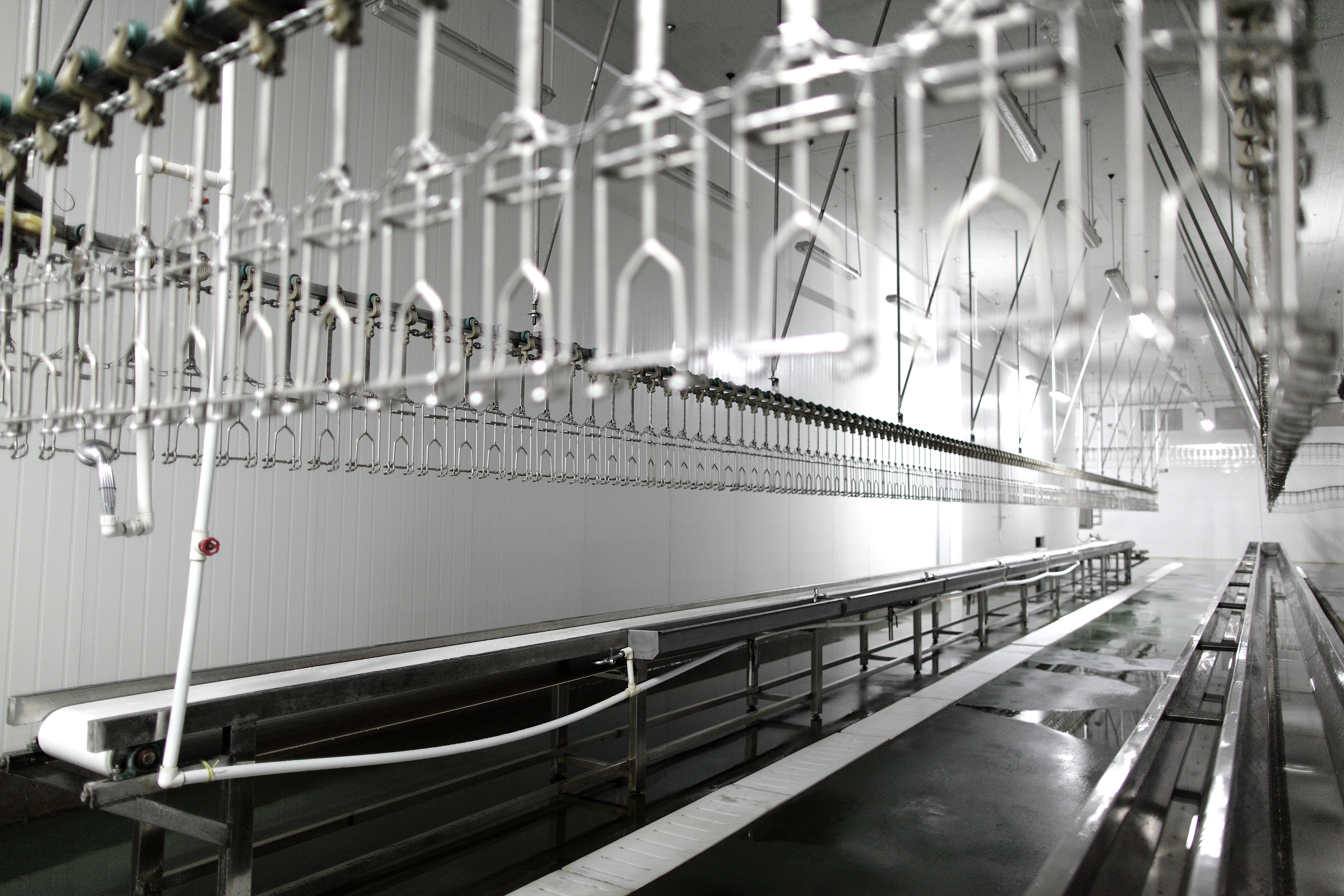 Bleeding Trough and Viscera Conveying Trough