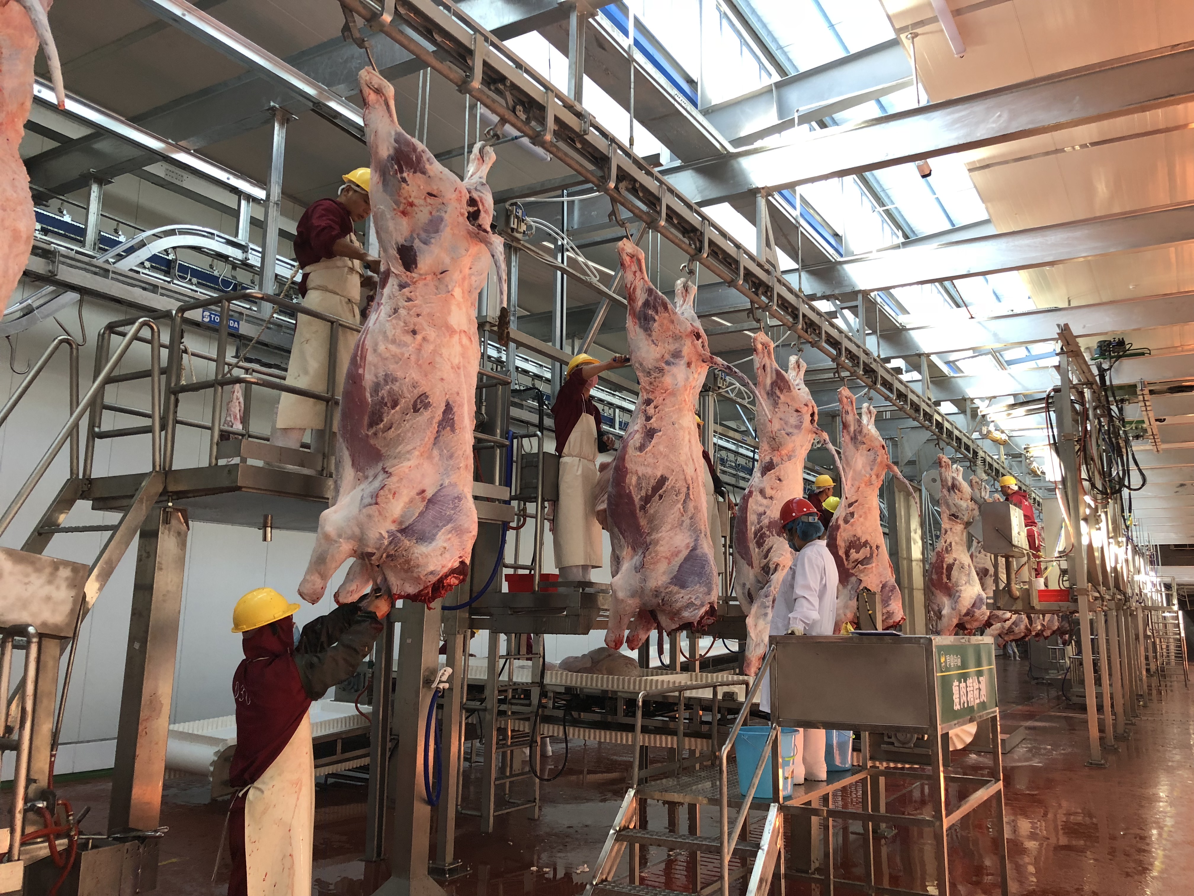 Cattle Weighing System