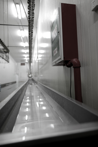 Bleeding Trough and Viscera Conveying Trough