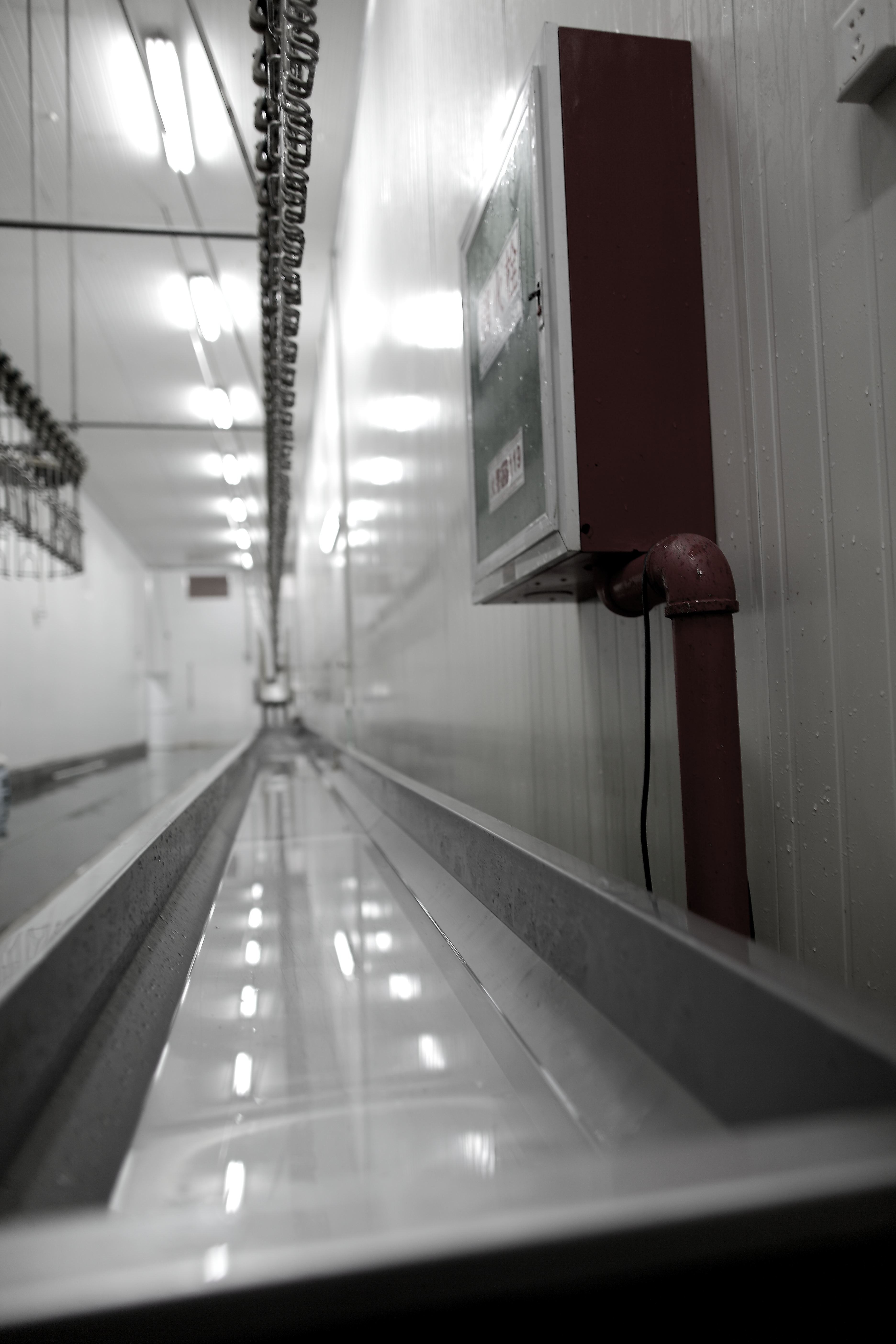 Bleeding Trough and Viscera Conveying Trough