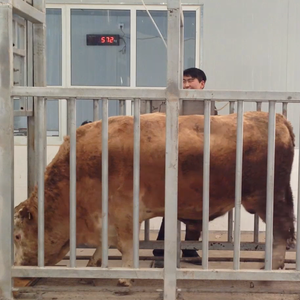 Cattle Weighing System