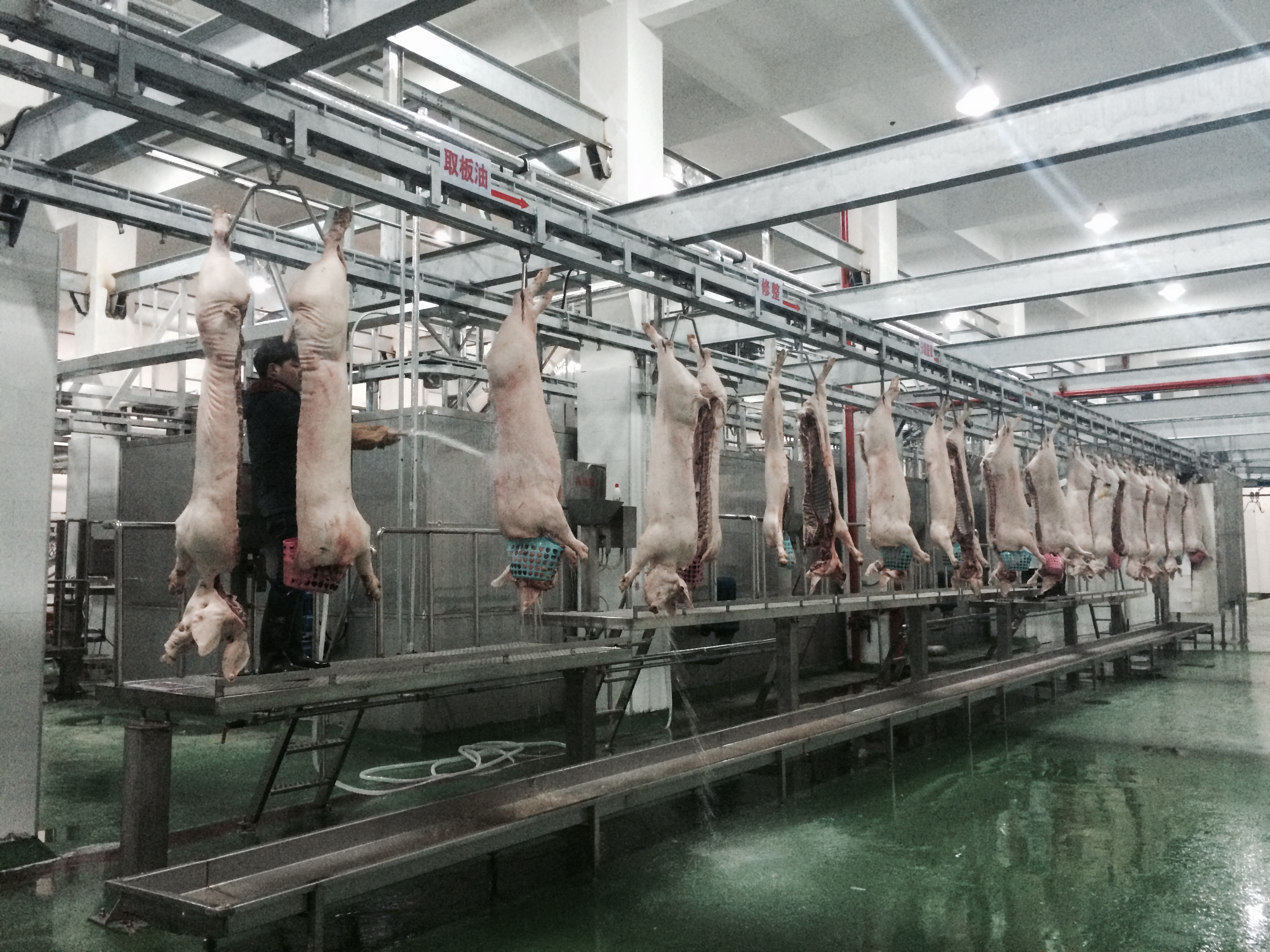 Case study of pig slaughtering equipment