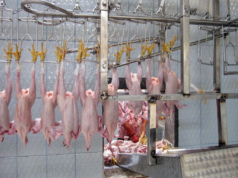 Case study of poultry slaughtering equipment