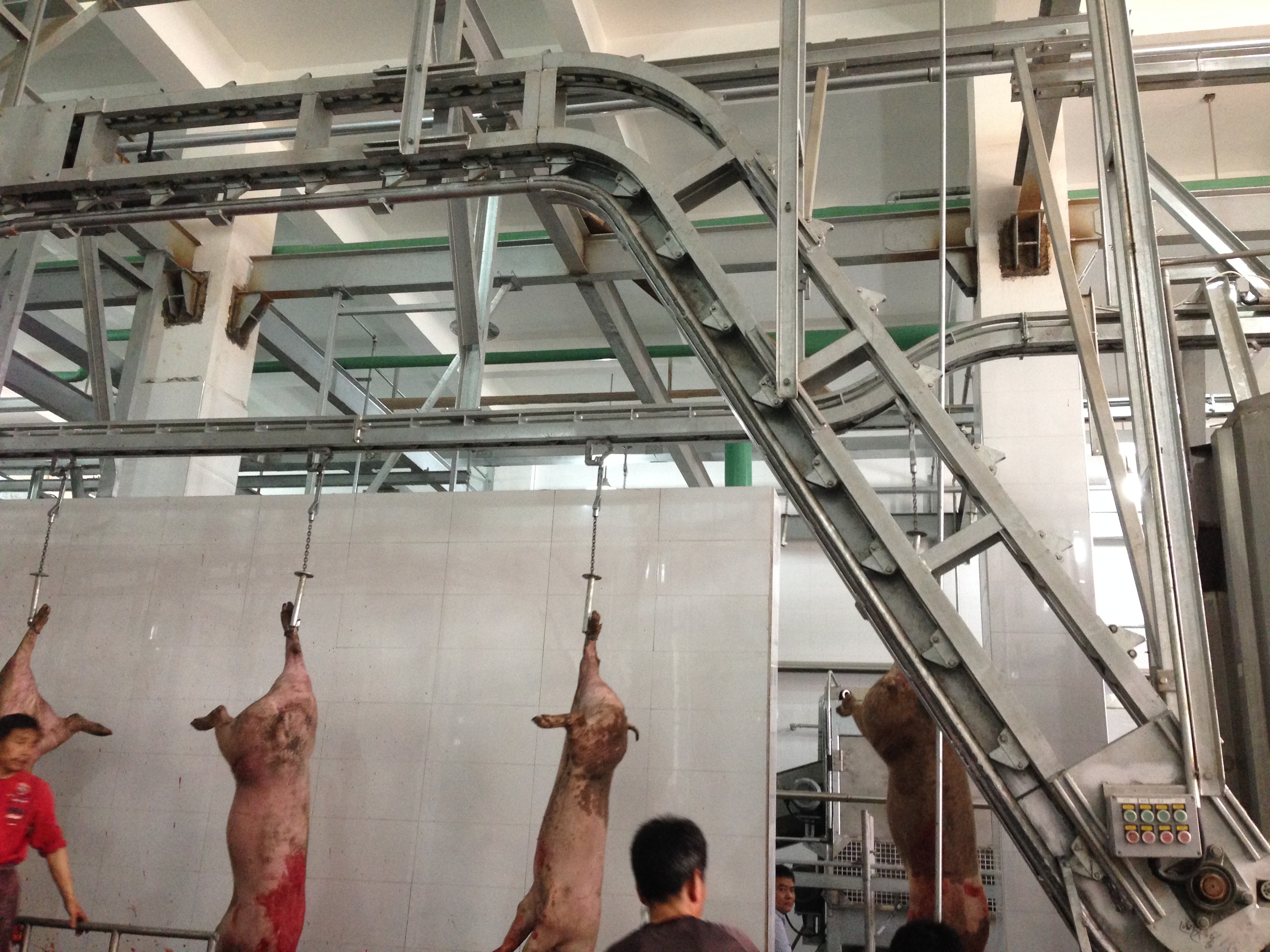 Pig Bleeding Elevator