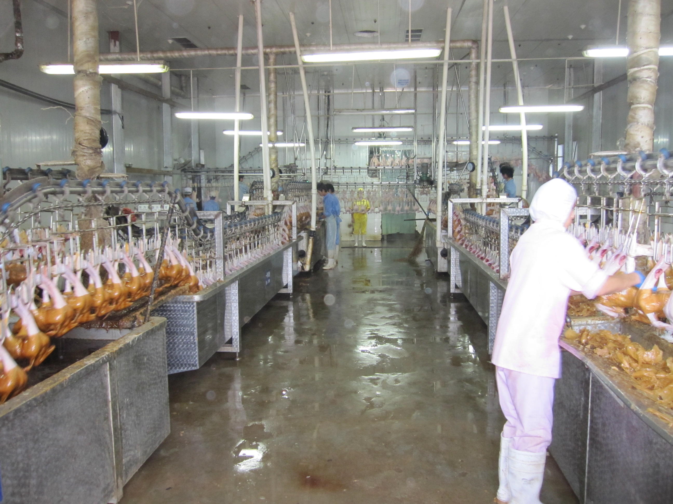 Scalding Trough And Waxing Trough