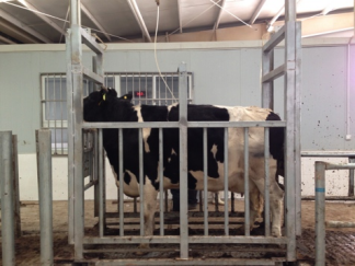 Cattle Weighing System