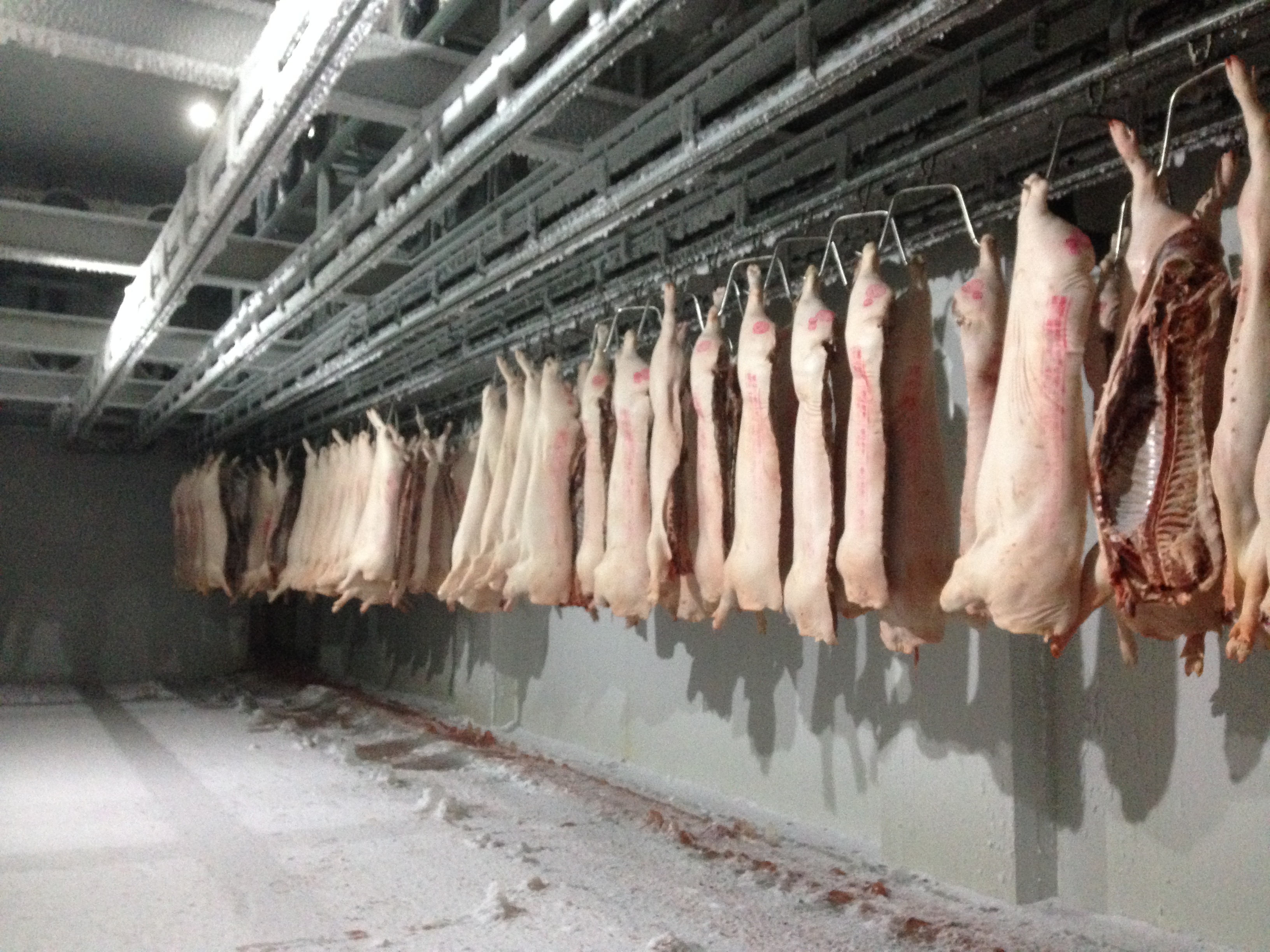 Quick Chill Conveyor